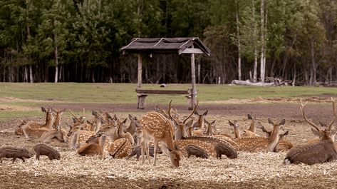 Deer Farming, Deer Farm, Zoo Ideas, Deer Species, Deer Meat, Farming Business, Fallow Deer, Zoo Keeper, The Barnyard