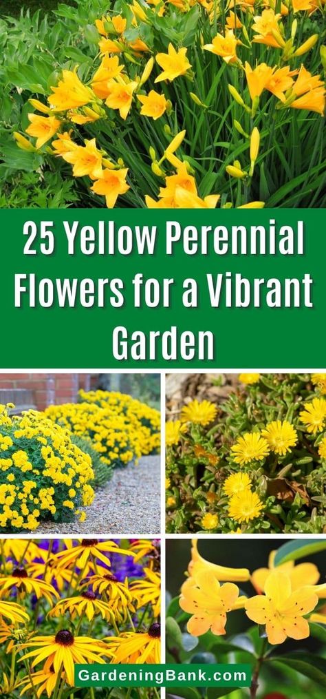 Yellow And Purple Flowers Garden, Yellow Flowers For Planters, Tall Yellow Flowers Perennials, Yellow Perennials Full Sun, Yellow Summer Flowers, Yellow Perennial Flowers, Greenhouse Proposal, Orange Perennials, Yellow Flower Bed