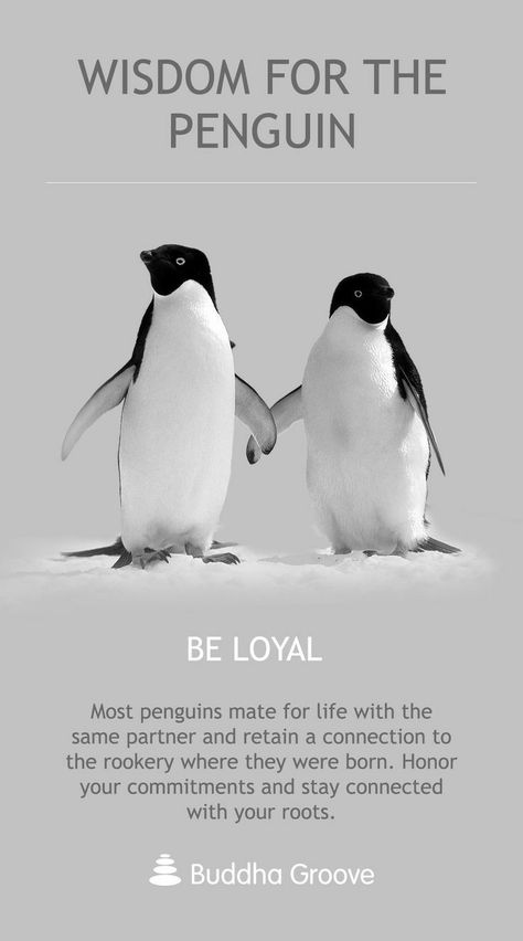 Penguin Love Quotes, Facts About Penguins, Penguin Quotes, Penguin Facts, Spirit Animal Meaning, Penguin Pictures, Be Loyal, Animal Spirit Guides, Penguin Love