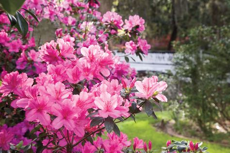 The azalea is the number one must-have plant in the South. When To Prune Azaleas, Pruning Azaleas, Azaleas Care, Azalea Bush, Azaleas Garden, Southern Garden, Foundation Planting, Poisonous Plants, Garden Plan