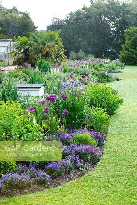 Alliums, Aubrietia, Cerinthe, Violas, Iris sibirica, Digitalis and Lupinus - The bee border at The university of Cambridge Botanic Gardens Allium Landscaping, Rice Image, Allium Garden, Iris Sibirica, Companion Gardening, Purple Plants, Garden Design Layout, Flower Garden Design, University Of Cambridge