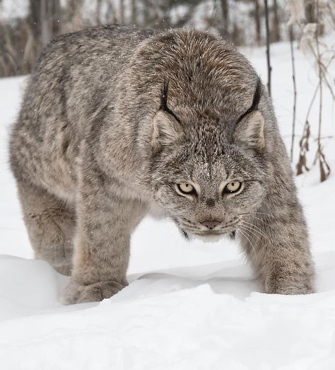 Canada Lynx, Regnul Animal, Exotic Cats, Majestic Animals, Cheetahs, Wildlife Animals, Lynx, Animal Planet, Exotic Pets