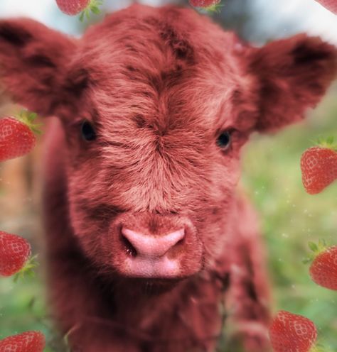 Cow Wallpapers, Cow Aesthetic, Fluffy Cow, Cow Wallpaper, Strawberry Cow, Pink Cow, Wallpaper Cave, Cow, Wallpapers