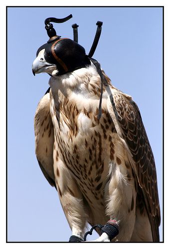 Falcon with mask Falcon Hood, Alabaster Skin, Prince Fazza, Flora Fauna, Pretty Birds, The Mighty, Flora And Fauna, Written By, Prince