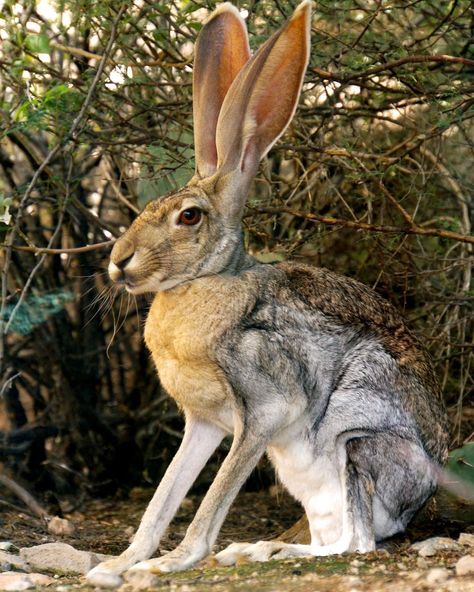 Arizona-Sonora Desert Museum on Instagram: “Can you 'ear' me now? You can bet Cantaloupe the antelope jackrabbit can hear quite well with those hearing machines. But these beautiful…” Ace Tattoo, Sonora Desert, Jack Rabbit, Photography Images, Free Photography, Animal Facts, Image Photography, Me Now, Royalty Free Photos