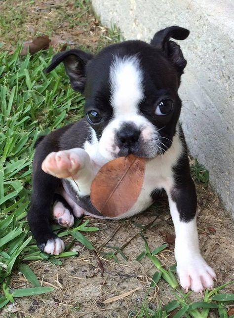 Husky Corgi, Baby Boston Terriers, Boston Terrier Funny, Boston Terrier Love, Terrier Breeds, Boston Terrier Puppy, Boston Terrier Dog, Terrier Puppies, Terrier Puppy