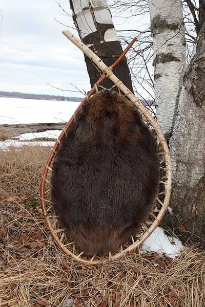 Beaver Hoop Primitive Traps, Fur Trapping, Beaver Pelt, Hide Tanning, Tanning Hides, Mountain Man Rendezvous, Primitive Skills, How To Tan, Taxidermy Decor