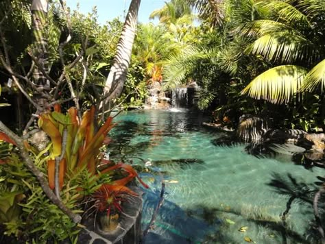 Tropical Landscape - Emphasis on Palm Trees, Cycads and Companion Plants Lagoon Pool Backyard, Landscape Tropical, Lagoon Pool, Tropical Garden Design, Cheap Backyard, Natural Swimming Pools, Companion Plants, Tropical Landscape, Pool Backyard