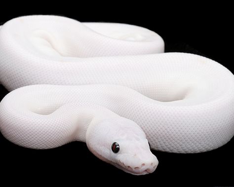 Albino Python White Snake, Ball Python, Python, A Black, The Black, White, Black