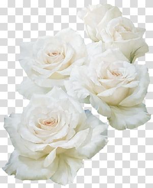 Rose Transparent Background, White Rose Png, White Flower Png, Deco Flowers, Collage Material, Covered Strawberry, Rosé Png, Rose Illustration, Light Pink Rose