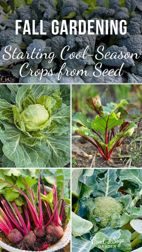 There are lots of cool season crops you can grow in fall that you can’t in summer and most are very easy to start from seed. I prefer starting them myself from seed because I can get started early and nurture them indoors. Plus, I can source seeds for varieties that aren’t available as plants in garden centers. Fall Crops, Garden Vertical, Sage Garden, Winter Vegetables Gardening, Fall Gardening, Garden Centers, Rock Garden Design, Vegetable Garden Diy, Fall Garden Vegetables