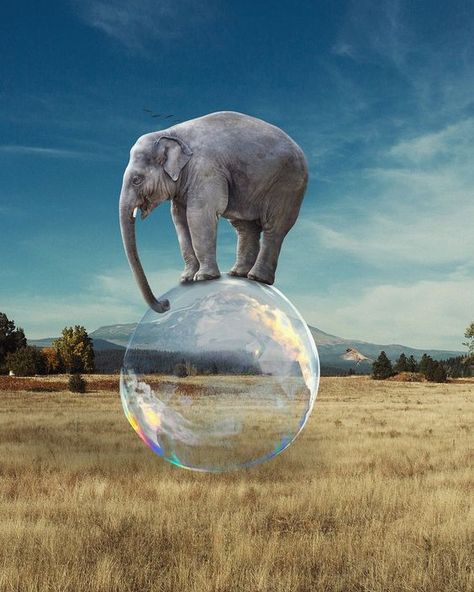 Elephant Poster, Elephant Pictures, Art Elephant, Surreal Art, Free Photo, Elephant, Stock Images, Music, Art