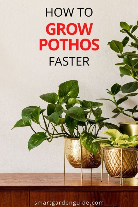 Pothos Planter Ideas, Growing Pothos In Water, Fast Growing Indoor Plants, Fast Growing Houseplants, Hanging Pothos Plant Decor, How To Propagate Pothos, Houseplant Placement, Pothos Ideas, Pothos Decor Ideas