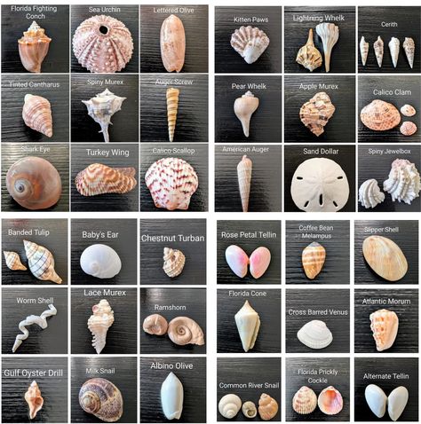 Types Of Sea Shells, Sea Shell Names, Types Of Seashells, Seashell Types, Names Of Seashells, Shell Identification Chart, Sea Shell Identification Chart, Cleaning Sea Shells, Seashell Identification