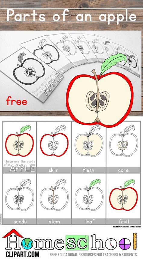 Free Montessori style printables.  Parts of an Apple cards are great for little ones learning the different parts, and can be used alongside your apple science activities this Fall. Parts Of An Apple Free Printable, Apple Science Activities, Preschool Apple Worksheets, Apple Quilts, Apple Worksheet, Kindergarten Math Patterns, Fruits Craft, Montessori Worksheets, Apple Cards