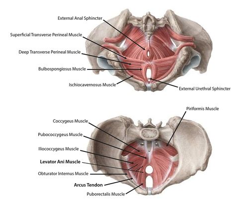 Pelvic Diaphragm, Kegal Exercises, Pelvis Anatomy, Dorsal Root Ganglion, Levator Ani, Pelvic Floor Therapy, Medical Animation, Pelvic Floor Dysfunction, Pelvic Region