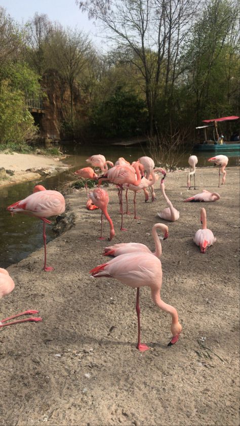 Zoo Aesthetic, Instagram Aesthetic, Aesthetic Wallpaper, Aesthetic Wallpapers, Flamingo, Animals, Instagram