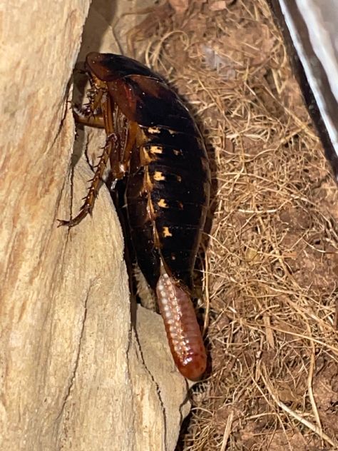 This is a female Dubia Roach airing her egg casing. Much like the Madagascar Cockroach, the Dubia Roach aka Orange Spotted Roach, carries the egg casing inside their bodies & when the eggs hatch it appears she giving birth to live young. This is the 3rd photo I have gotten of her on this day, I am very excited & I am gratefull to have been able to capture 3 different side of her. Dubia Roaches