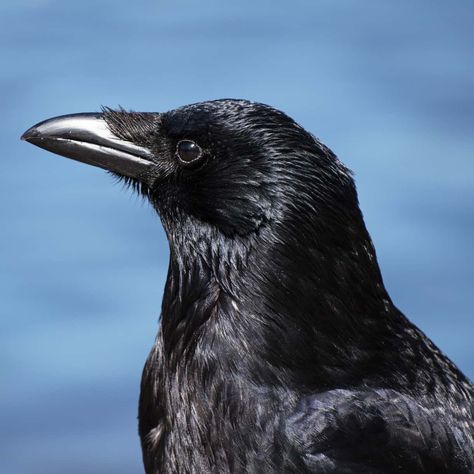 All about the Carrion crow - GardenBird Crow Eye, Carrion Crow, Wasteland Weekend, American Crow, Sunflower Hearts, Crow Bird, Bird Masks, Different Birds, Crows Ravens