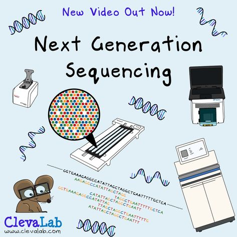 A new video is out now on Next Generation Sequencing (NGS). 🤓Learn how NGS works, including library preparation, cluster generation, the sequencing reaction and filtering and alignment of sequencing reads. Follow the 🔗 link to watch the video. #sequencing #sequencingdna #dna #molecularbiology #nextgenerationsequencing #ngs #dnasequencing #rnasequencing #sequencingran #genetics #biology #biologyanimation #sciencecommunication #scicomm #scienceanimation #biology🔬 #humanbiology #ClevaLab Dna Sequence Art, Sanger Sequencing, Dna And Rna, Dna Sequencing, Next Generation Sequencing, Dna Sequence, Biology Art, Science Illustration, Nucleic Acid