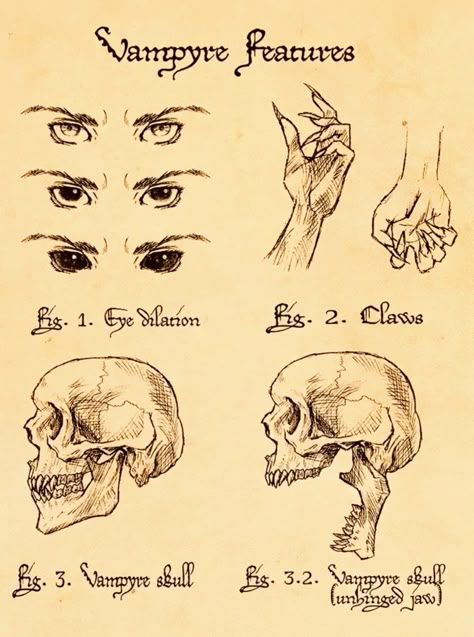 Vampire Biology, Vampire Anatomy, Winchester Journal, Zombies Apocalypse, Vampire Oc, Folk Lore, Britney Spears Pictures, Dantes Inferno, Vampire Teeth