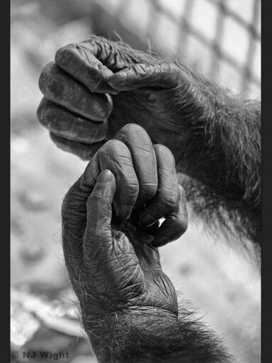 Chimpanzee Photography, Ape Monkey, Hand Photo, Great Ape, Emotional Photography, Baboon, Primates, Wild Life, Animal Photo