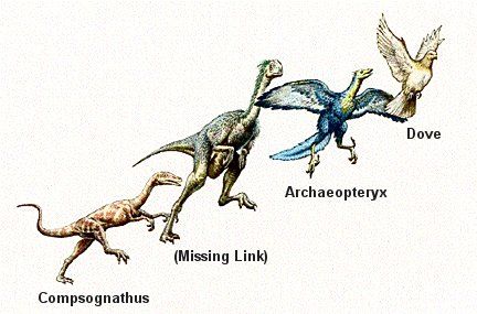 from flying reptiles to birds Dinosaur Evolution, Modern Birds, Paleo Art, Prehistoric Animals, Dinosaurs, Reptiles, Mammals, Evolution, Birds