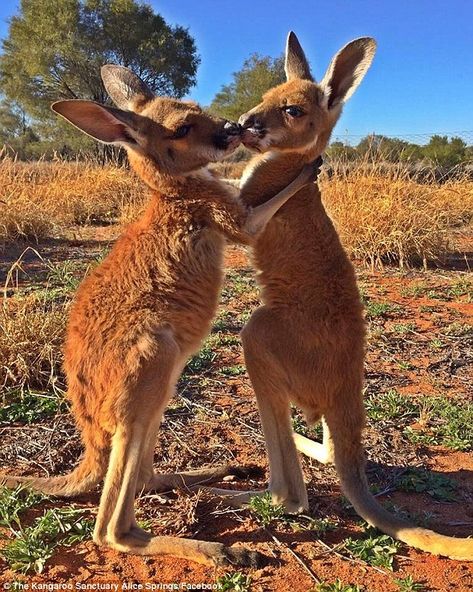 Kangaroo Logo, Australian Fauna, Australia Animals, Alice Springs, Australian Wildlife, Wildlife Sanctuary, Australian Animals, Sweet Animals, Animal Tattoos