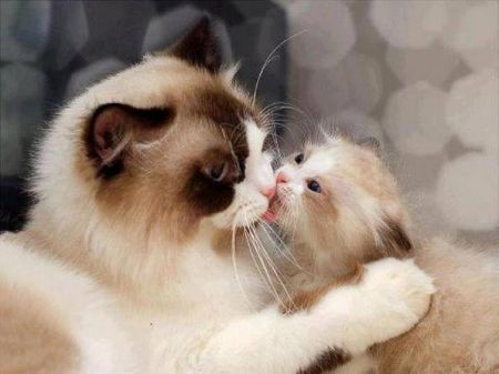 Mama Cat, Cute Cats And Kittens, In The Room, Cute Kittens, Grumpy Cat, Pretty Cats, Beautiful Cats, The Room, Crazy Cats