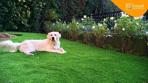 Pros and Cons of Artificial Grass for Dogs Dog Area With Turf, Turf Yard For Dogs, Astroturf Backyard For Dogs, Artificial Grass Dog Area, Artificial Turf Backyard Ideas For Dogs, Pet Turf Backyard Ideas, Dog Turf Backyard, Dog Turf Potty Area, Turf Backyard Ideas For Dogs