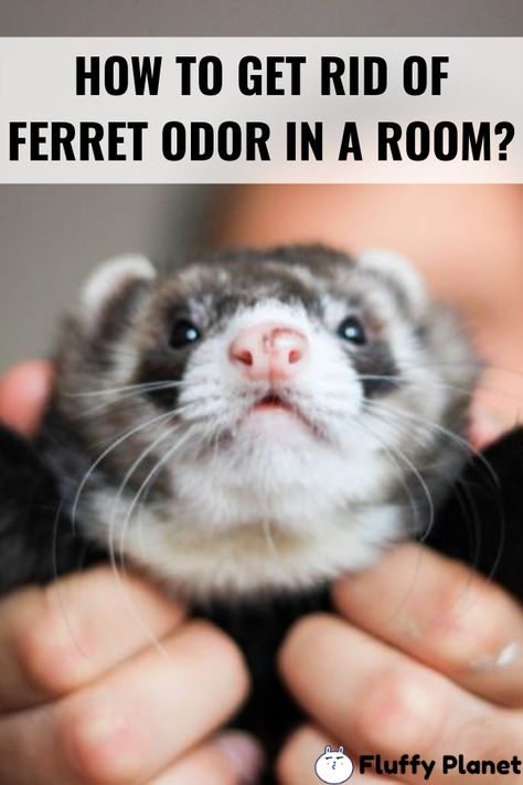 In order to keep your room from stinking up, you need to make sure that the odor Ferrets As Pets, Ferret Cage Ideas Diy, Ferret Care, Ferret Room, Cute Ferret Cage Ideas, Ferret Room Ideas, Ferret Cage Ideas, Ferret Diy, Ferret Clothes