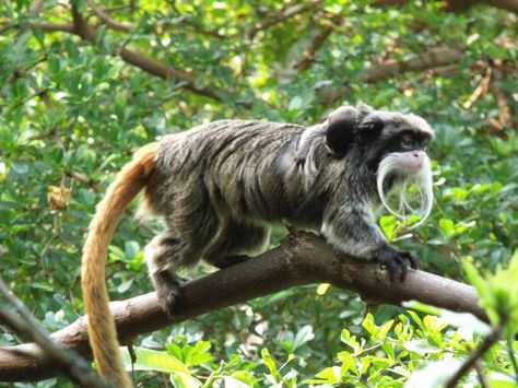 Emperor Tamarin Monkey, Emperor Tamarin, Monkey Species, Cat Diet, Animal Poster, London Zoo, Great Ape, Exotic Animals, Big Animals