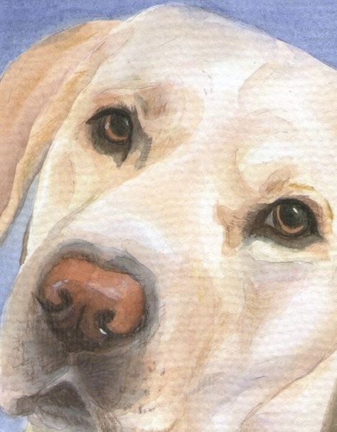 Animal Watercolour, Painting Dogs, Portraits Pop Art, Brindle Boxer, Yellow Labs, Dog Paw Tattoo, Golden Labrador, Yellow Dog, Dog Sketch