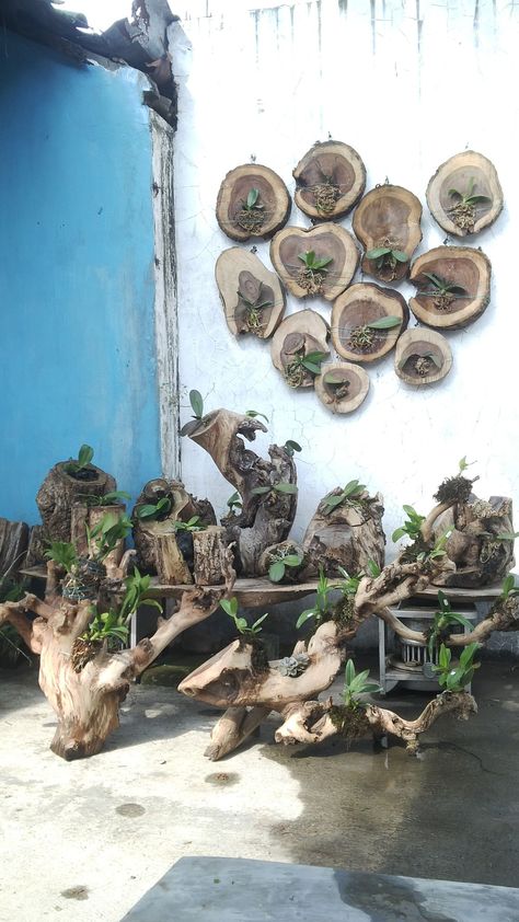 Driftwood Orchid, Orchid Garden Ideas, Driftwood Planters, Orchid Planters, Orchid Garden, Orchid Plant, Growing Orchids, Orchids Garden, Orchid Care