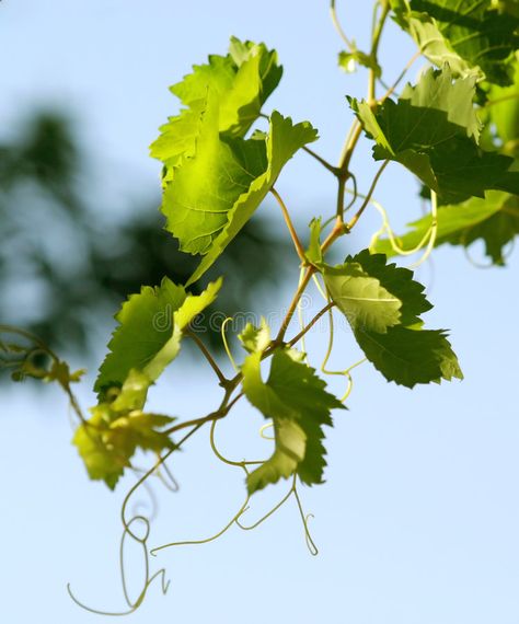 Grapevine. Leaves close up on a blue sky background , #SPONSORED, #close, #Leaves, #Grapevine, #background, #sky #ad Grape Vine Painting, Grapevine Leaf, Grape Painting, Grapes Leaves, Background Sky, Grape Leaf, Vine Leaves, Blue Sky Background, Leaf Drawing