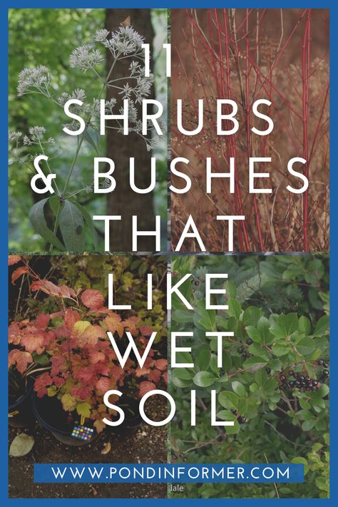 Water Loving Shrubs, Dogwood Bush Shrubs, Red Dogwood Shrub, Wet Soil Plants Perennials, Plants For Wet Soil, Wet Yard Landscaping, Trees That Like Wet Soil, Buttonbush Shrub, Plants That Like Wet Soil