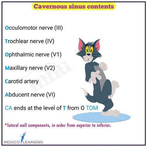 Cavernous Sinus Anatomy, Sinus Anatomy, Maxillary Nerve, Anatomy Notes, Paranasal Sinuses, Eye Anatomy, Carotid Artery, Nursing Student Tips, Vision Eye