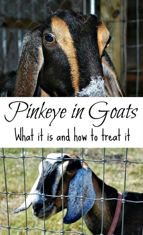 Pinkeye in goats - what it is and how to treat it - from Oak Hill Homestead Keeping Goats, Goat Health, Goat Milking, Nubian Goat, Goat Care, Goat Barn, Boer Goats, Raising Goats, Dairy Goats