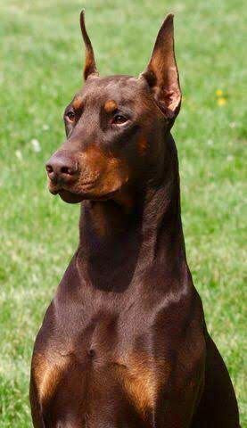 Chocolate Doberman, Doberman Colors, Red Doberman, European Doberman, Black Doberman, Doberman Love, Big Dog Breeds, Doberman Pinscher Dog, Scary Dogs