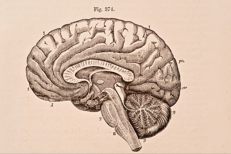 Human Nervous System, Brain Drawing, Frontal Lobe, The Human Brain, Human Body Anatomy, The Better Man Project, Cognitive Science, Body Anatomy, Antique Illustration