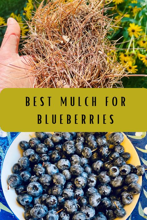 Types Of Blueberry Bushes, How To Prune Blueberry Bushes, Blueberry Bushes Landscape, Blueberry Hedge, Blueberries Plant, Blueberry Bush Care, Growing Blueberries Bushes, Planting Blueberry Bushes, Pruning Blueberry Bushes