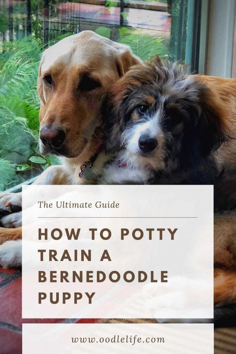 Agility Dog Training, Bernese Mountain Dog Poodle, Bernadoodle Puppy, Diy Dog Training, Dog Training Commands, Australian Labradoodle Puppies, Dog Training Tricks, Cockapoo Puppy, Puppy Potty Training