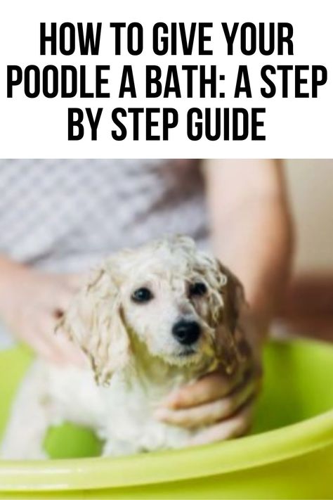 Poodle Grooming Tips, Miniature Poodle Grooming, Creative Poodle Grooming, Poodle Leg Grooming, Dyed Poodles Pet Grooming, How To Groom Poodles At Home, Poodle Training, Poodle Doodles, Doodle Dog Breeds