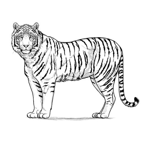 Tiger Coloring Pages, Draw A Tiger, Tiger Coloring, Tiger Silhouette, Zoo Coloring Pages, Zoo Animal Coloring Pages, Tiger Sketch, Candy Drawing, Jungle Decorations