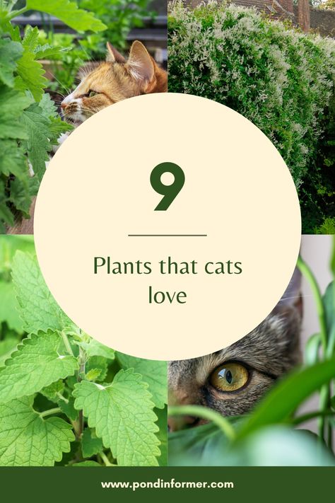 If you share a home with a beloved cat or would like to create an aesthetically pleasing “catio” that caters to all of its needs, it would be wise to invest in cat-safe plants. Learn more on pondinformer.com #cats #garden #plants Plants Cats Love, Plants For A Catio, Cat Garden Outdoor, Indoor Cat Garden, Licorice Plant, Cat Safe Plants, Cat Grass, Cat Patio, Outside Plants