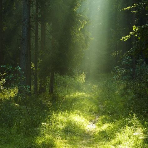 Faerie Aesthetic, Nature Aesthetic, Green Grass, In The Forest, Green Aesthetic, Mother Earth, The Forest, Beautiful World, Secret Garden