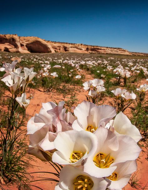 Sego Lily, Mariposa Lily, State Flowers, Lily Plants, Senior Project, Red Rocks, Desert Plants, Wedding Mood Board, Wedding Mood