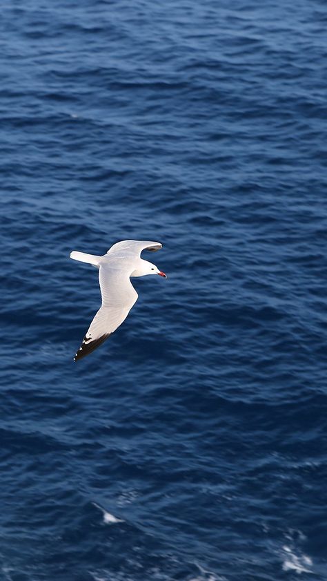 Seagull Bird Sea Ocean Animal Nature #iPhone #5s #wallpaper The Great Mouse Detective, Iphone 5s Wallpaper, Sky Gif, Wallpapers Ipad, The Black Cauldron, Blue Earth, Animal Nature, Bird Wallpaper, White Bird