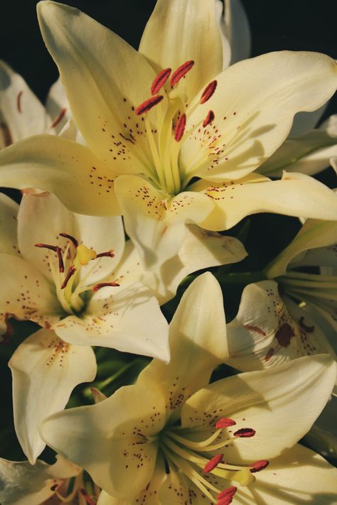 Lily Aesthetic, Flower Identification, Lilly Flower, Rose Lily, Nothing But Flowers, Flower Therapy, Beautiful Bouquet Of Flowers, White Lilies, Pretty Plants