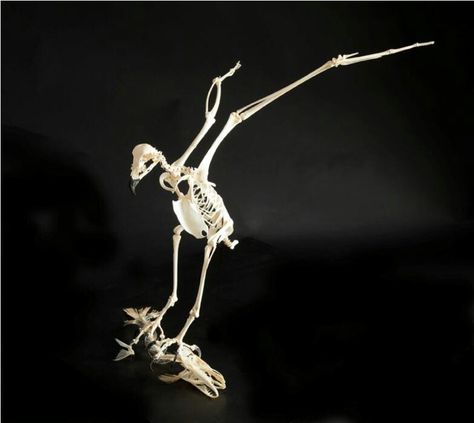 Hawk skeleton Hawk Skeleton, Crow Skeleton, Bird Anatomy, Alien Pictures, Animal Skeleton, Art Skeleton, Anatomy Bones, Skeleton Anatomy, Skeleton Drawings